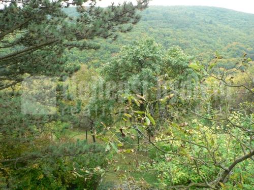 Prodej chaty a chalupy: Zahrada 601 m2 s chatou, Brno-Pisárky